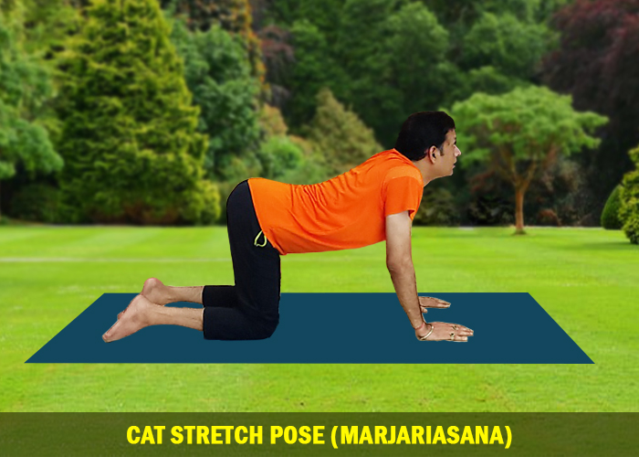 Cat Stretch Pose