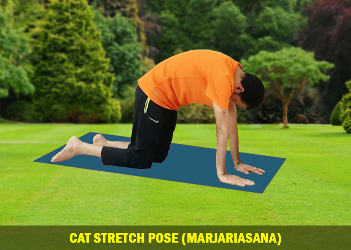 Cat Stretch Pose